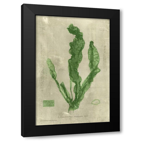 Emerald Seaweed IV Black Modern Wood Framed Art Print by Unknown