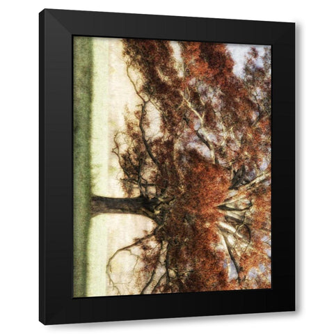 Sunbathed Oak I Black Modern Wood Framed Art Print by Head, Danny