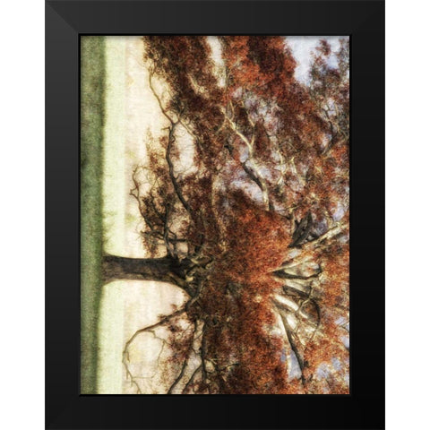 Sunbathed Oak I Black Modern Wood Framed Art Print by Head, Danny