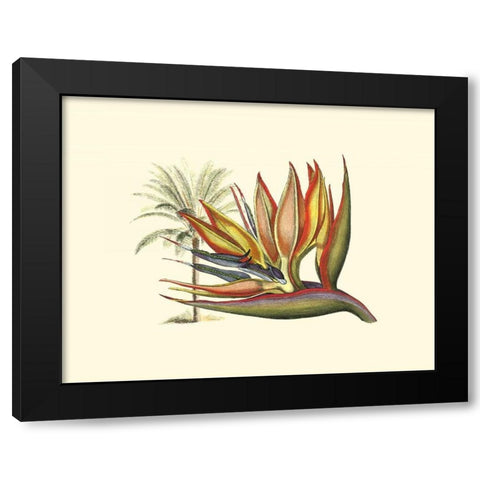 Bird of Paradise I Black Modern Wood Framed Art Print by Edwards, Sydenham