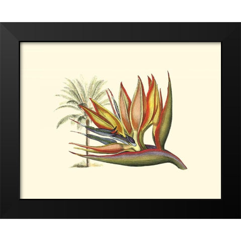 Bird of Paradise I Black Modern Wood Framed Art Print by Edwards, Sydenham