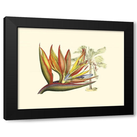 Bird of Paradise II Black Modern Wood Framed Art Print by Edwards, Sydenham