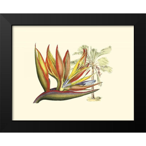 Bird of Paradise II Black Modern Wood Framed Art Print by Edwards, Sydenham