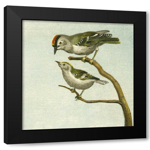 Mini Vintage Birds II Black Modern Wood Framed Art Print by Unknown