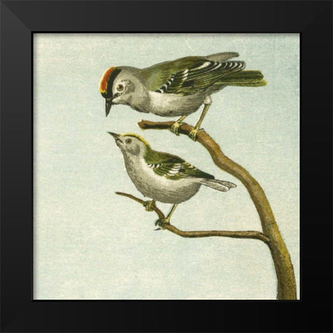 Mini Vintage Birds II Black Modern Wood Framed Art Print by Unknown