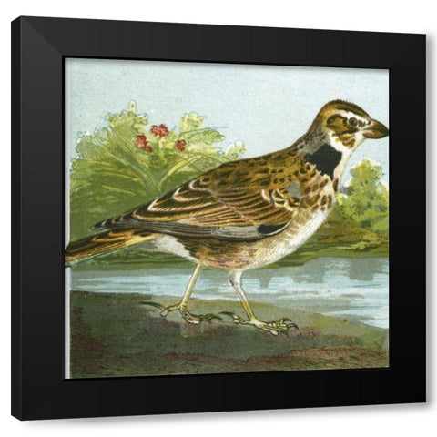 Mini Vintage Birds III Black Modern Wood Framed Art Print by Unknown