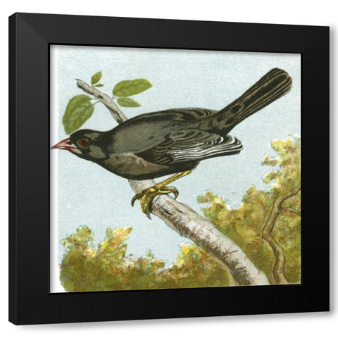 Mini Vintage Birds IV Black Modern Wood Framed Art Print by Unknown