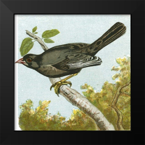 Mini Vintage Birds IV Black Modern Wood Framed Art Print by Unknown