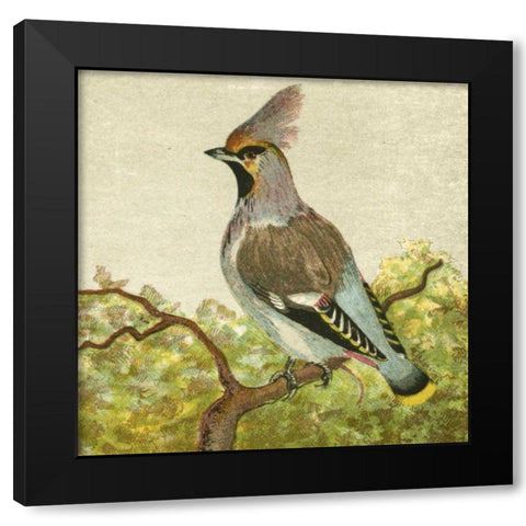 Mini Vintage Birds VIII Black Modern Wood Framed Art Print with Double Matting by Unknown