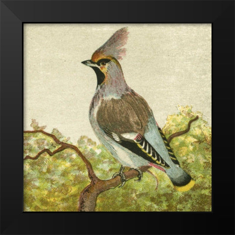 Mini Vintage Birds VIII Black Modern Wood Framed Art Print by Unknown