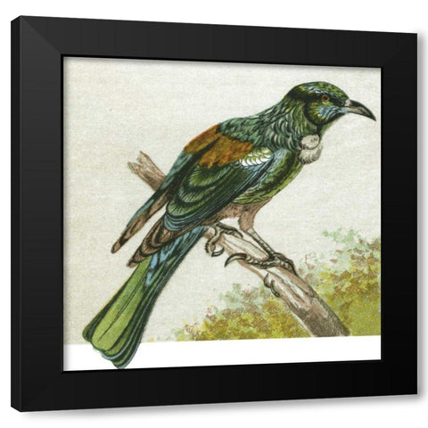 Mini Vintage Birds IX Black Modern Wood Framed Art Print with Double Matting by Unknown