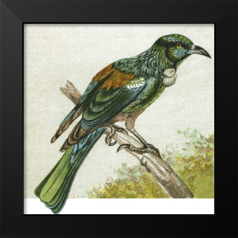 Mini Vintage Birds IX Black Modern Wood Framed Art Print by Unknown