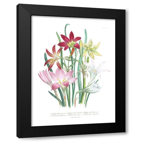 Lily Garden I Black Modern Wood Framed Art Print by Loudon, Jane