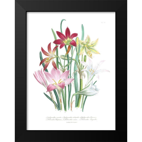 Lily Garden I Black Modern Wood Framed Art Print by Loudon, Jane