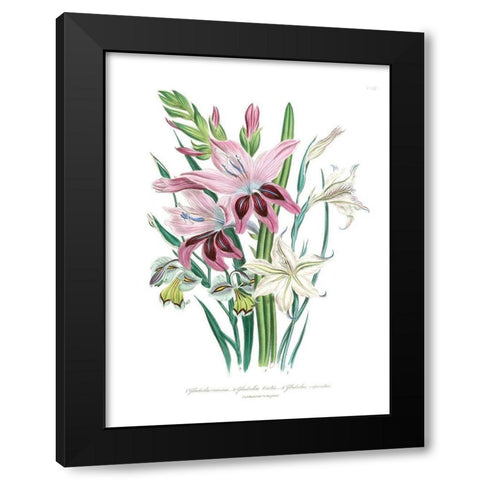 Lily Garden II Black Modern Wood Framed Art Print with Double Matting by Loudon, Jane