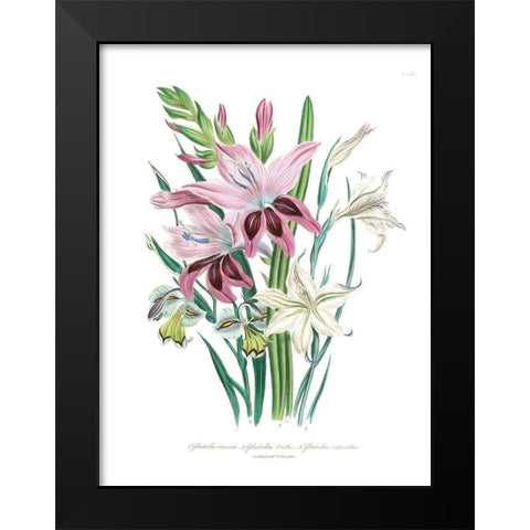 Lily Garden II Black Modern Wood Framed Art Print by Loudon, Jane