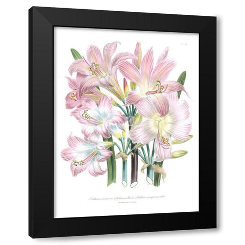 Lily Garden IV Black Modern Wood Framed Art Print with Double Matting by Loudon, Jane