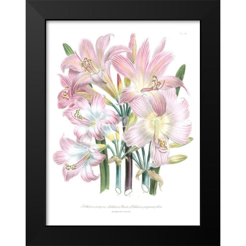 Lily Garden IV Black Modern Wood Framed Art Print by Loudon, Jane