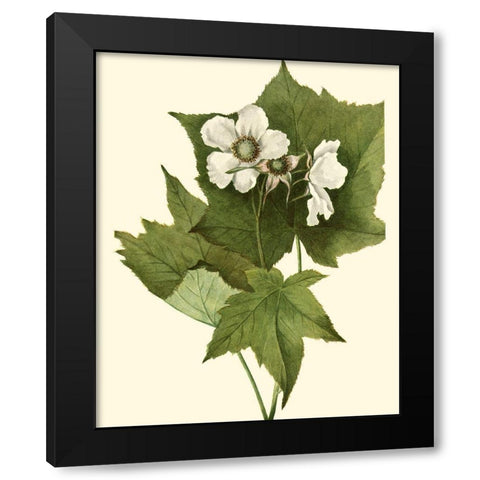 Delicate Foliage I Black Modern Wood Framed Art Print by Unknown