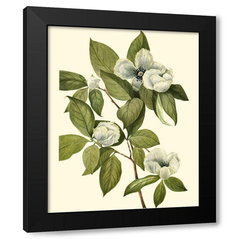 Delicate Foliage II Black Modern Wood Framed Art Print by Unknown