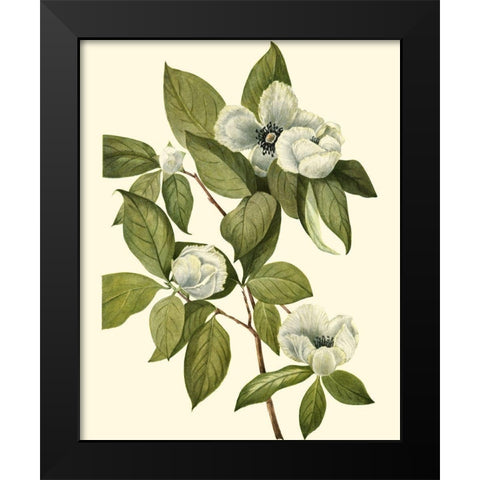 Delicate Foliage II Black Modern Wood Framed Art Print by Unknown