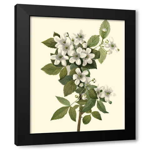 Delicate Foliage III Black Modern Wood Framed Art Print with Double Matting by Unknown