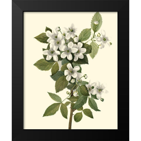 Delicate Foliage III Black Modern Wood Framed Art Print by Unknown