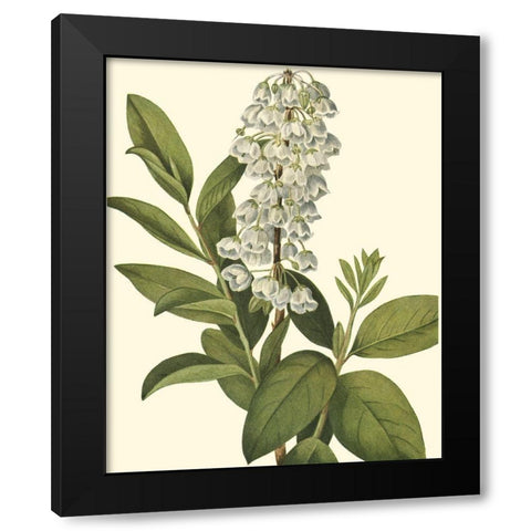 Delicate Foliage IV Black Modern Wood Framed Art Print by Unknown