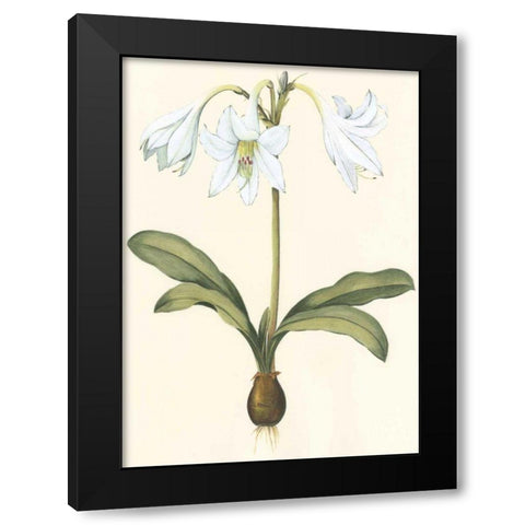 Belladonna Lilies I Black Modern Wood Framed Art Print by Vision Studio