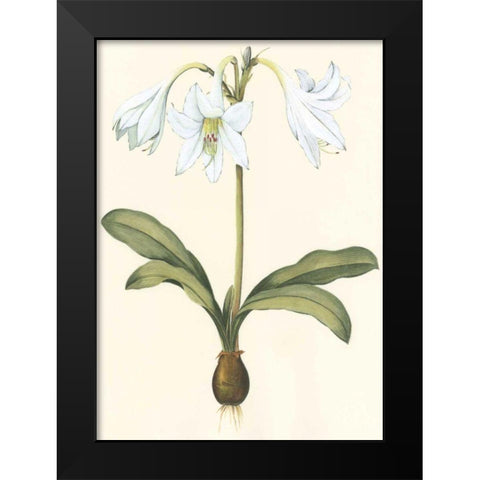 Belladonna Lilies I Black Modern Wood Framed Art Print by Vision Studio