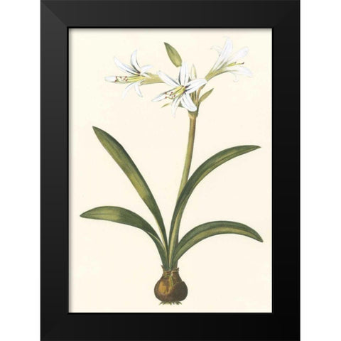 Belladonna Lilies II Black Modern Wood Framed Art Print by Vision Studio