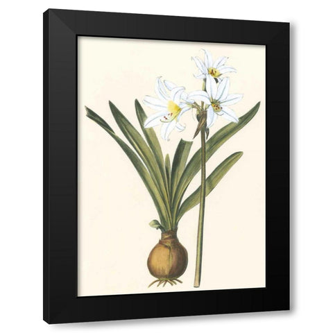 Belladonna Lilies III Black Modern Wood Framed Art Print by Vision Studio