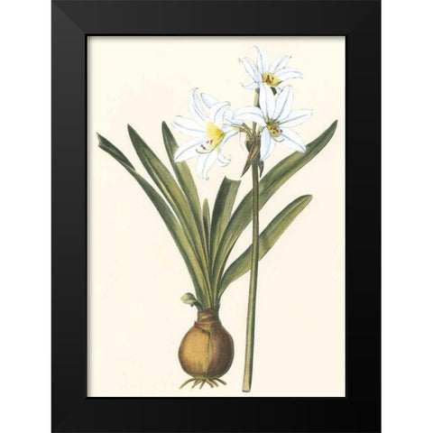 Belladonna Lilies III Black Modern Wood Framed Art Print by Vision Studio