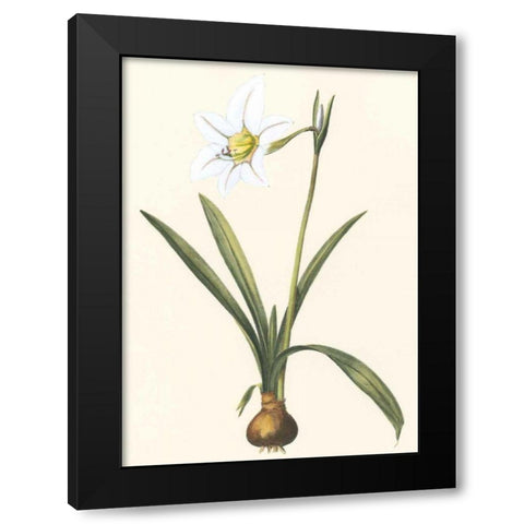 Belladonna Lilies IV Black Modern Wood Framed Art Print by Vision Studio