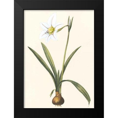 Belladonna Lilies IV Black Modern Wood Framed Art Print by Vision Studio