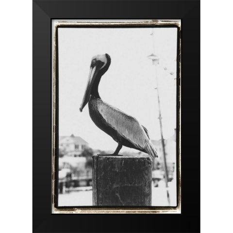 Pelican Perch Black Modern Wood Framed Art Print by DeNardo, Laura