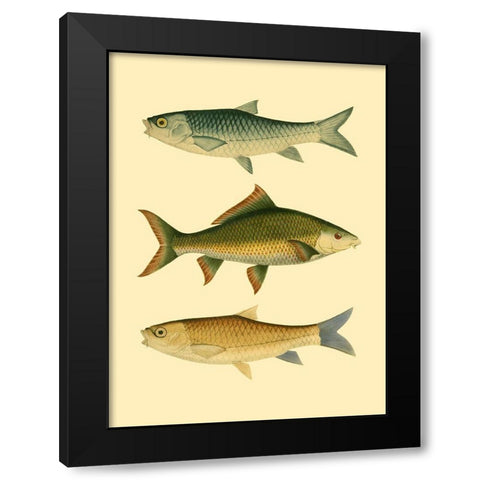 Antique Fish I Black Modern Wood Framed Art Print with Double Matting by Briggs, Ernest