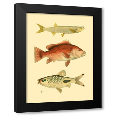 Antique Fish II Black Modern Wood Framed Art Print by Briggs, Ernest