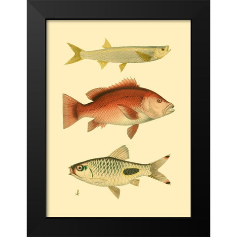 Antique Fish II Black Modern Wood Framed Art Print by Briggs, Ernest