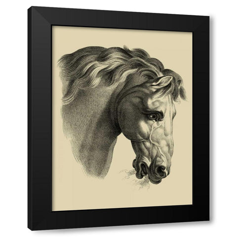 Equestrian Portrait IV Black Modern Wood Framed Art Print by Vision Studio