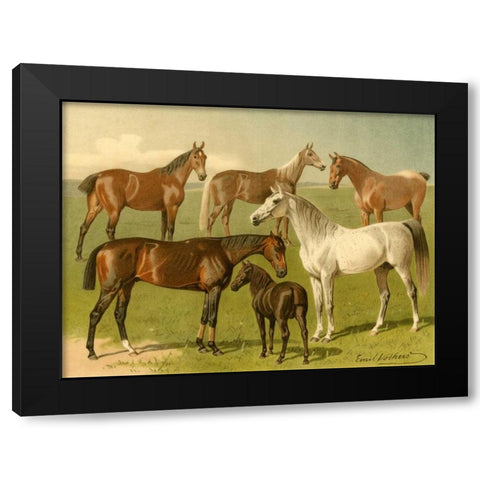 Horse Breeds I Black Modern Wood Framed Art Print with Double Matting by Volkers, Emil