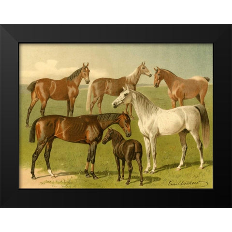 Horse Breeds I Black Modern Wood Framed Art Print by Volkers, Emil