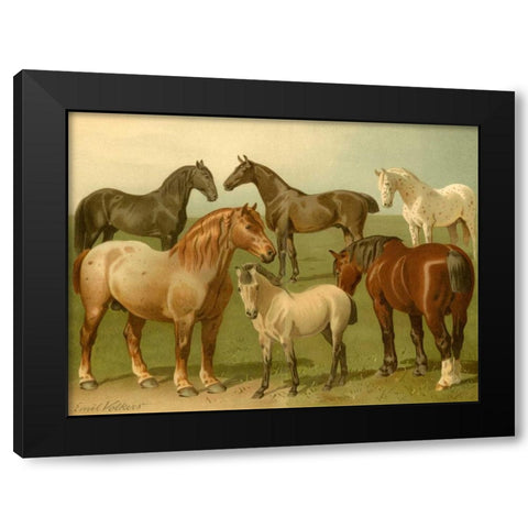 Horse Breeds II Black Modern Wood Framed Art Print with Double Matting by Volkers, Emil