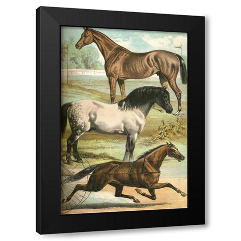 Johnsons Horse Breeds I Black Modern Wood Framed Art Print by Johnson, Henry J.