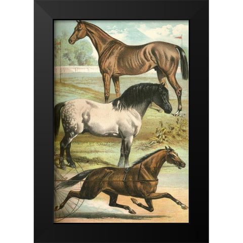 Johnsons Horse Breeds I Black Modern Wood Framed Art Print by Johnson, Henry J.
