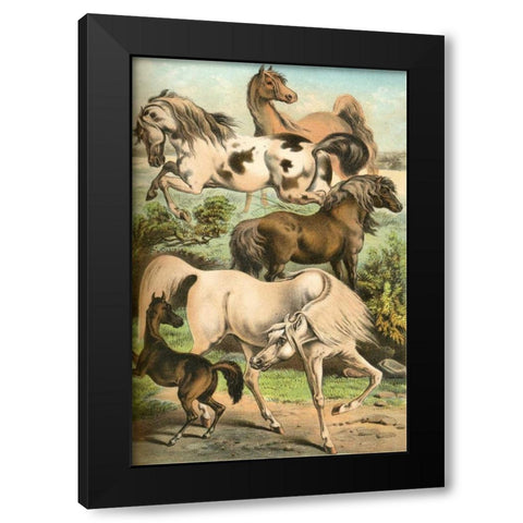 Johnsons Horse Breeds II Black Modern Wood Framed Art Print with Double Matting by Johnson, Henry J.