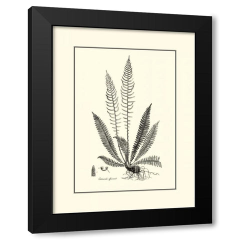 BandW Fern I Black Modern Wood Framed Art Print with Double Matting by Curtis