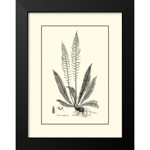 BandW Fern I Black Modern Wood Framed Art Print by Curtis