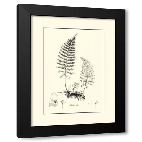 BandW Fern II Black Modern Wood Framed Art Print with Double Matting by Curtis