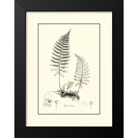 BandW Fern II Black Modern Wood Framed Art Print by Curtis